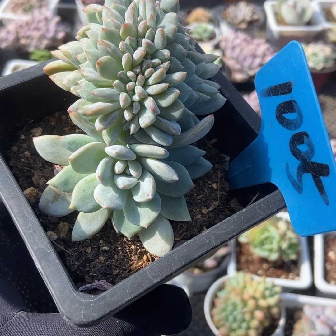 1005橙缀多肉植物保护