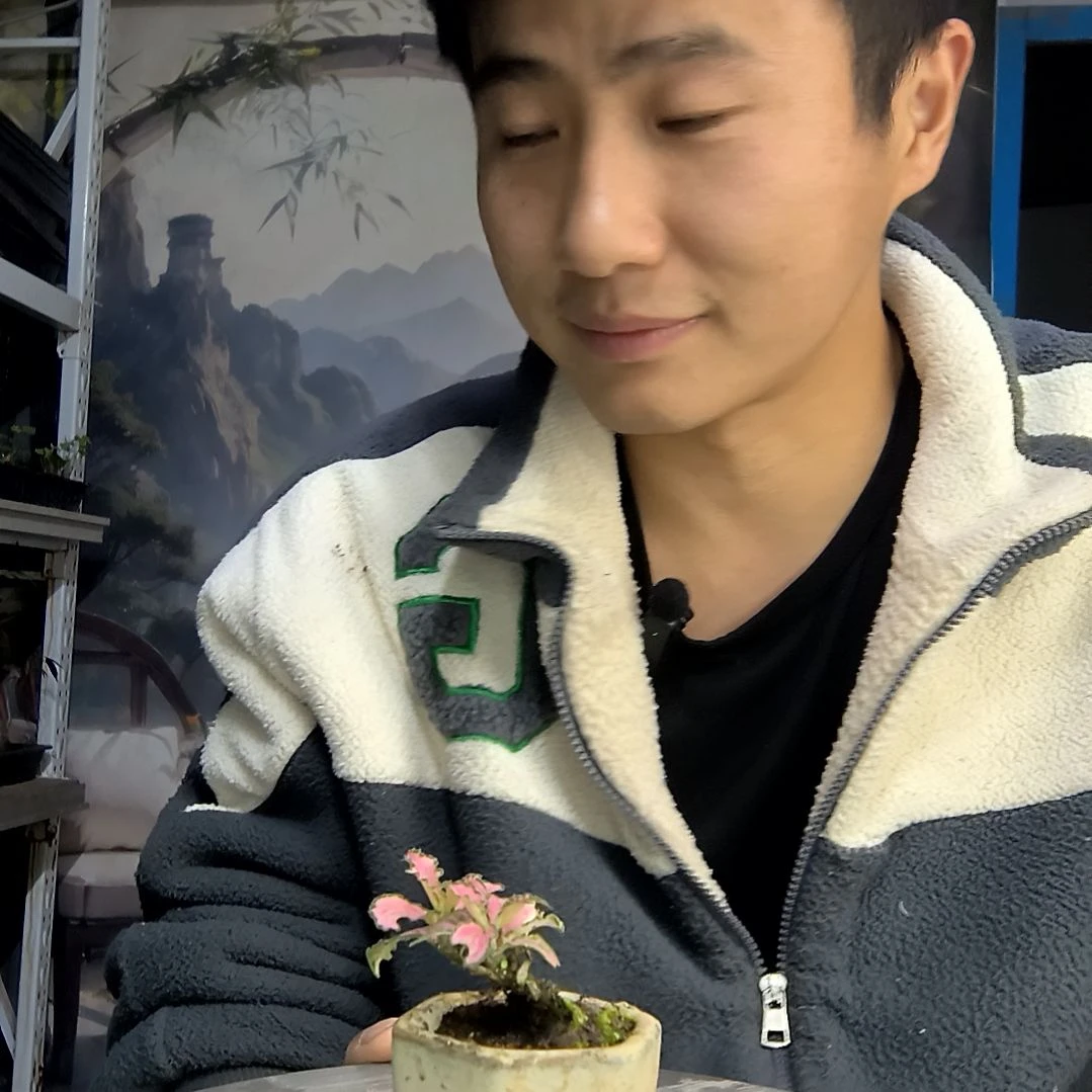鱼***碗中青园艺一物一拍115