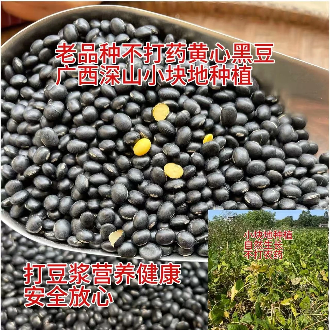 老品种小粒黄心黑豆广西自留种深山种植农家豆味浓郁1斤非转基因