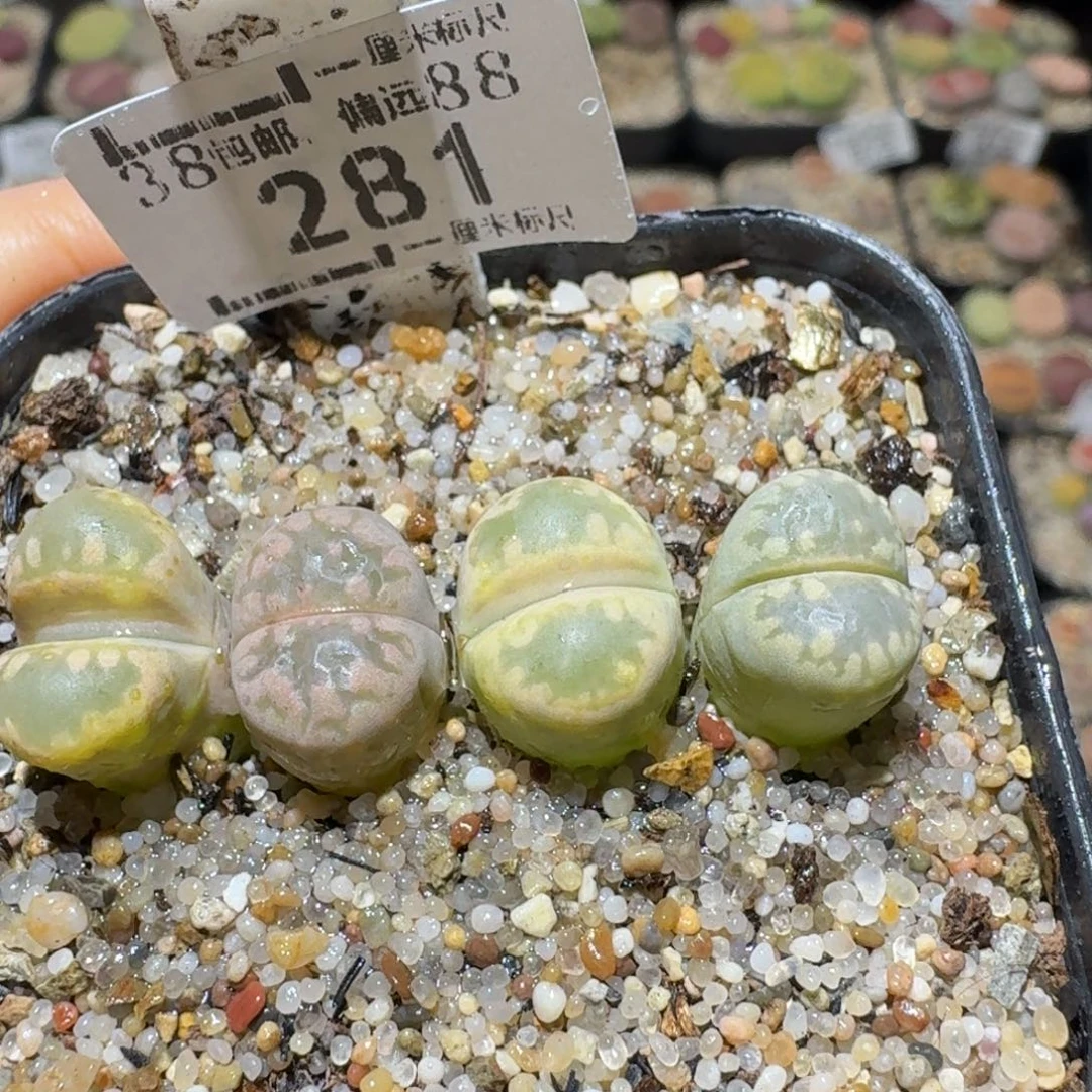 Sss清货便宜卖281