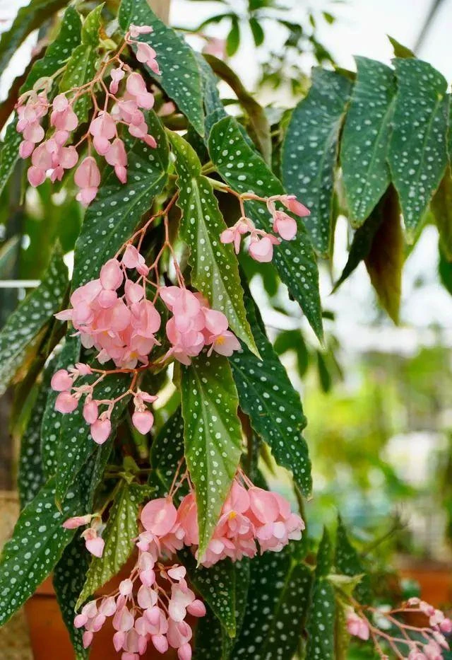 秋海棠网红ins风好养活耐阴室内植物书房观赏造景花