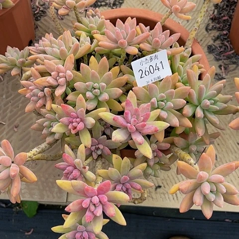 岁****…秋丽群生26041