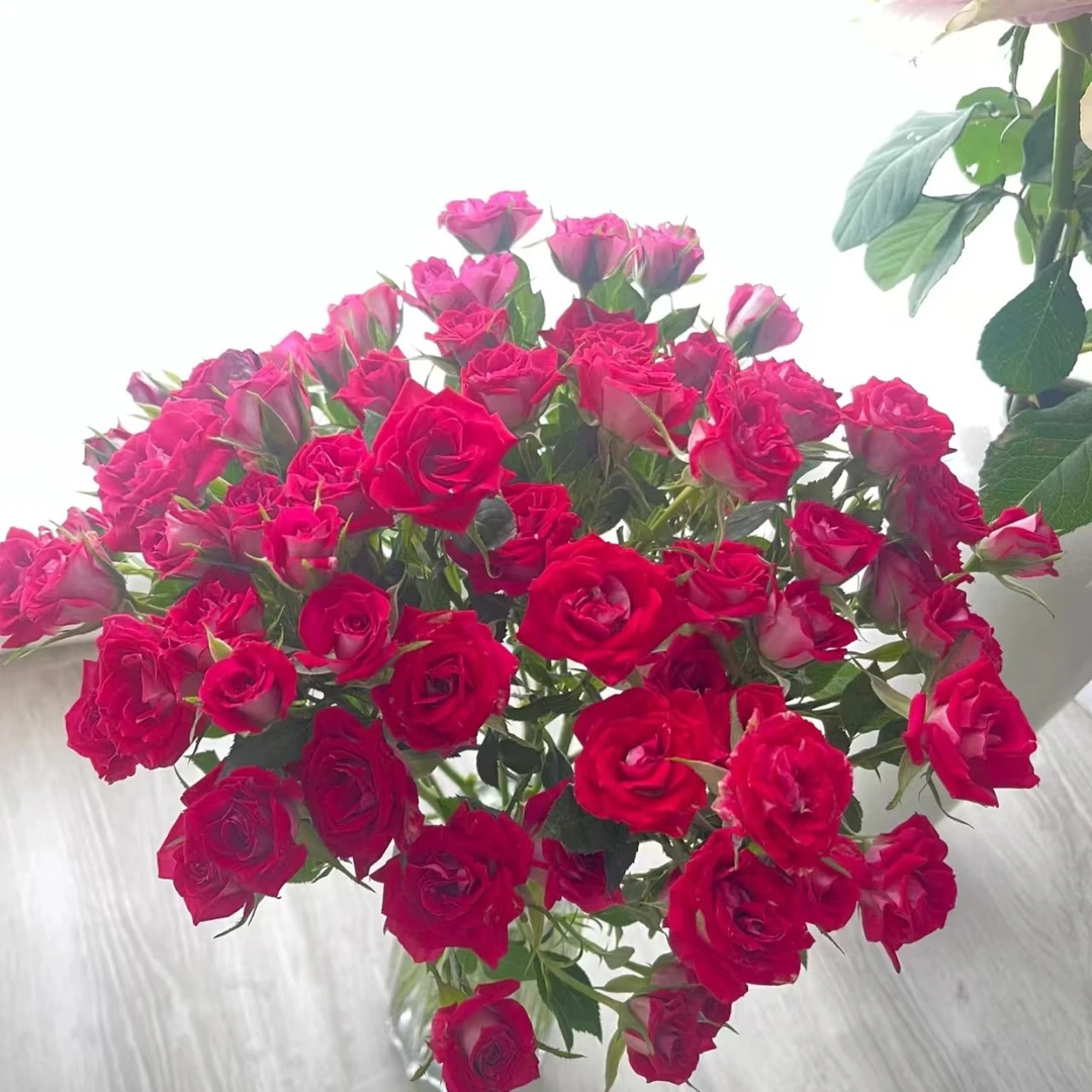 波塞多头玫瑰-家养鲜花-云南基地直发-任意两单包邮