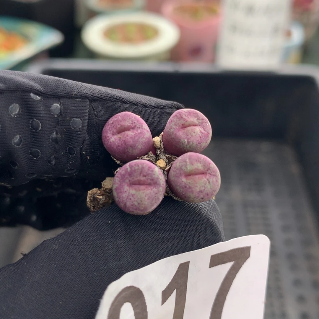 017小红嘴母本一颗