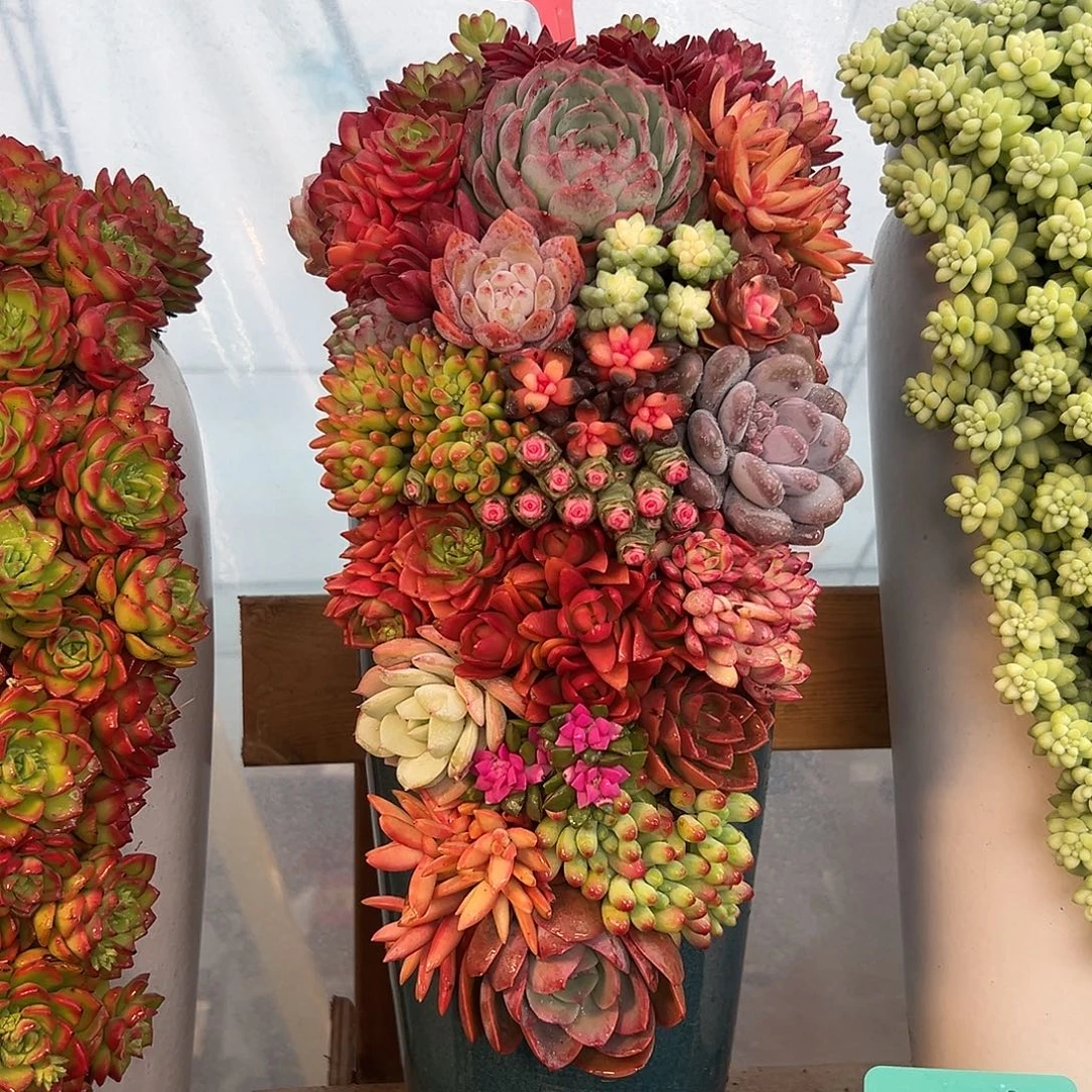 112全家福多肉组合花园