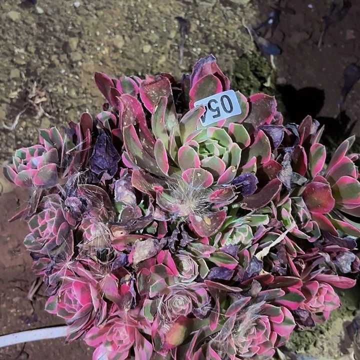 054男神多肉植物不售后