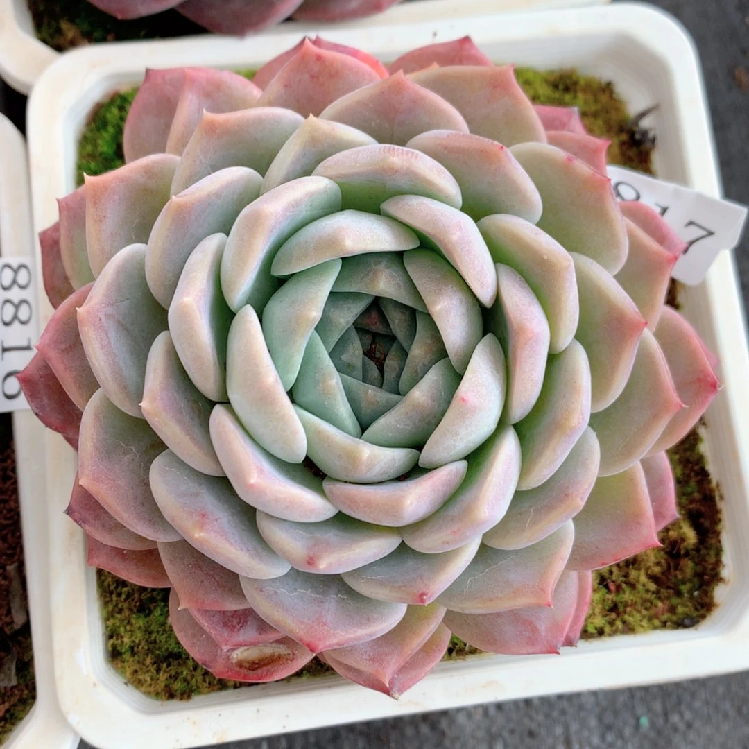 8817杂交多肉植物基地