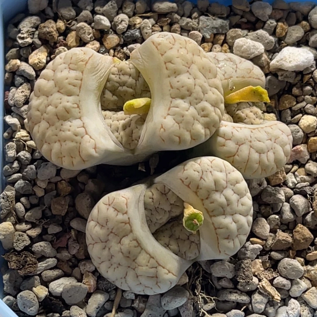 5051群生3头白底红纹189