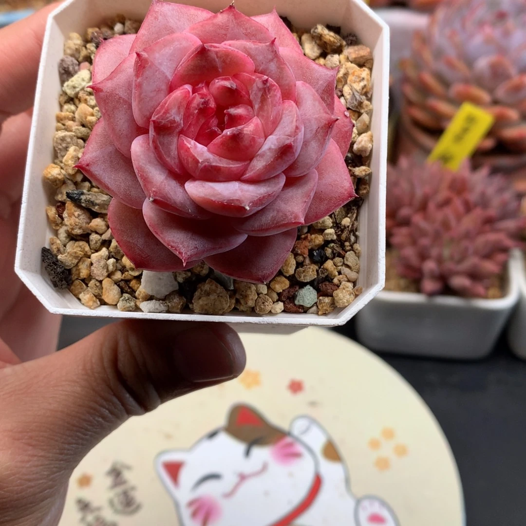 我们家的小仙女们