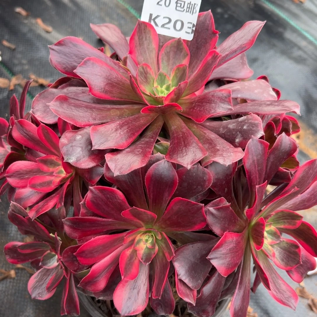 203凤冠，满20包邮