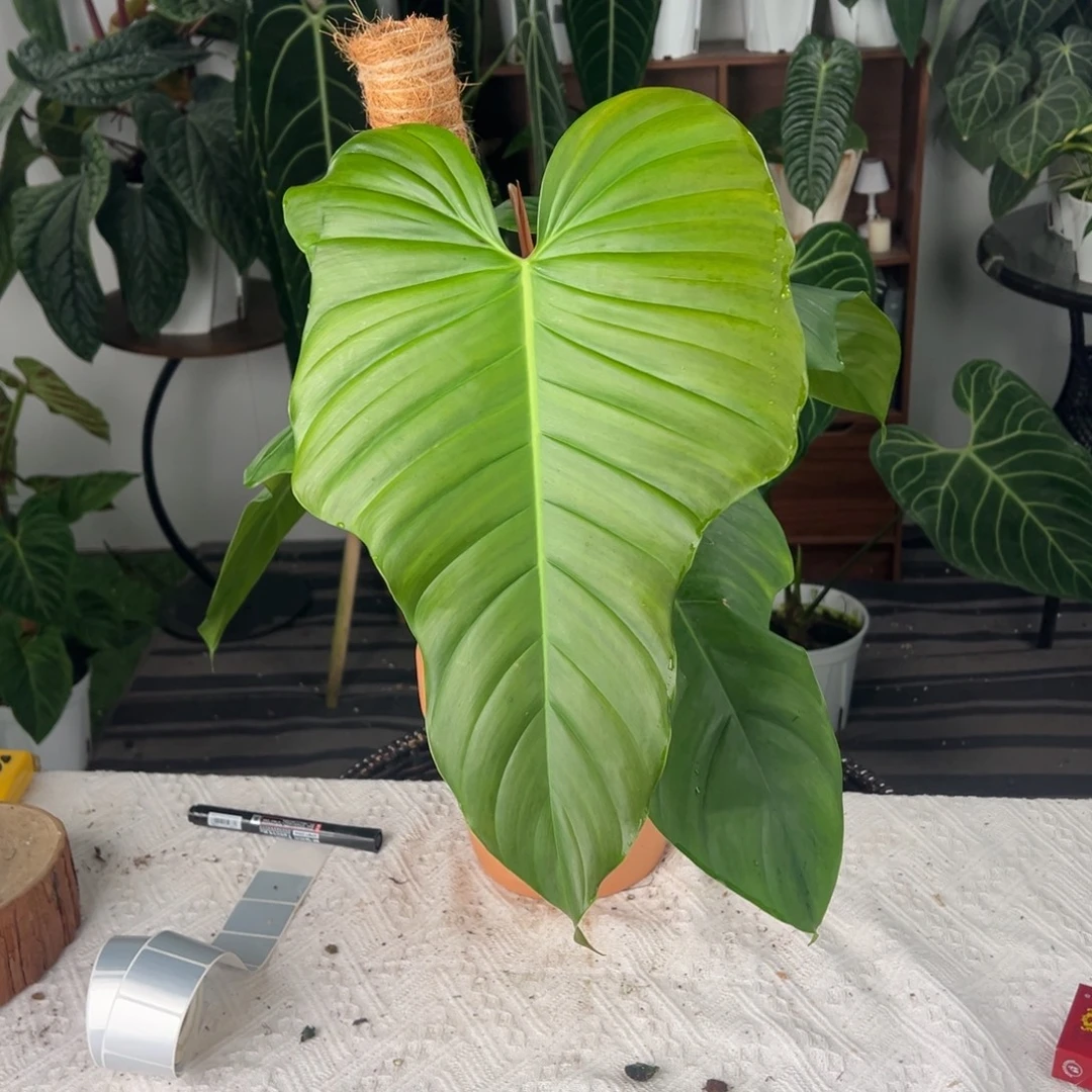 完全开放蝴蝶蔓绿绒（PeX美人锦）