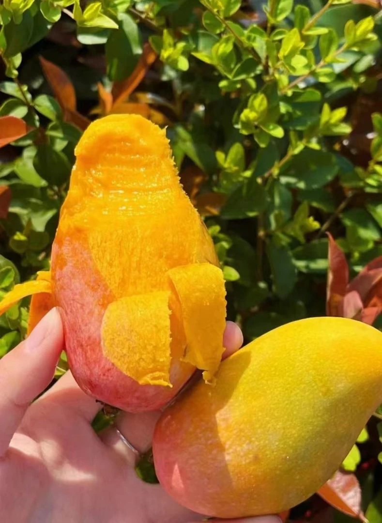 海南贵妃芒肉质嫩滑香甜多汁非常香甜3斤5斤