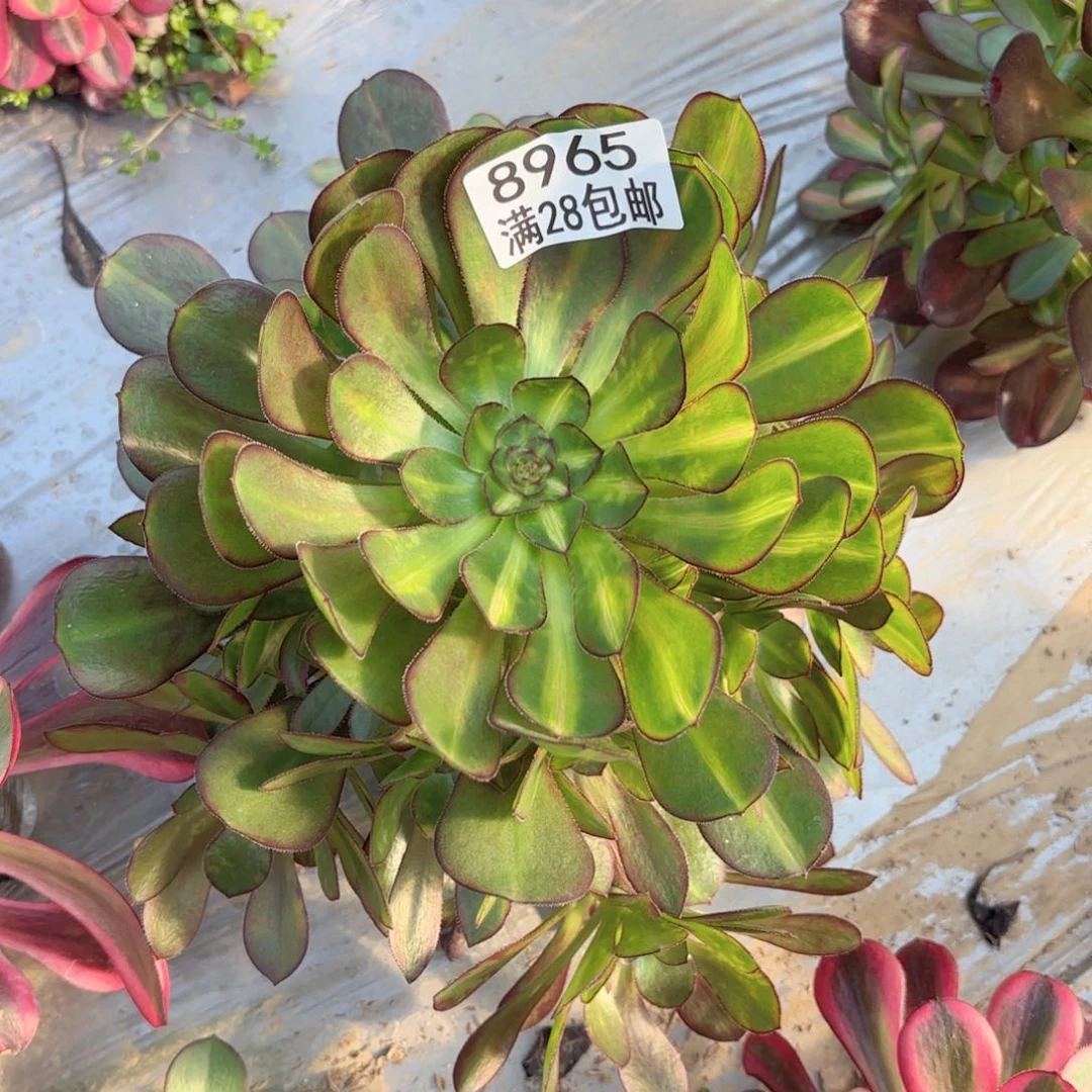 D. 8965冰淇淋中班多肉