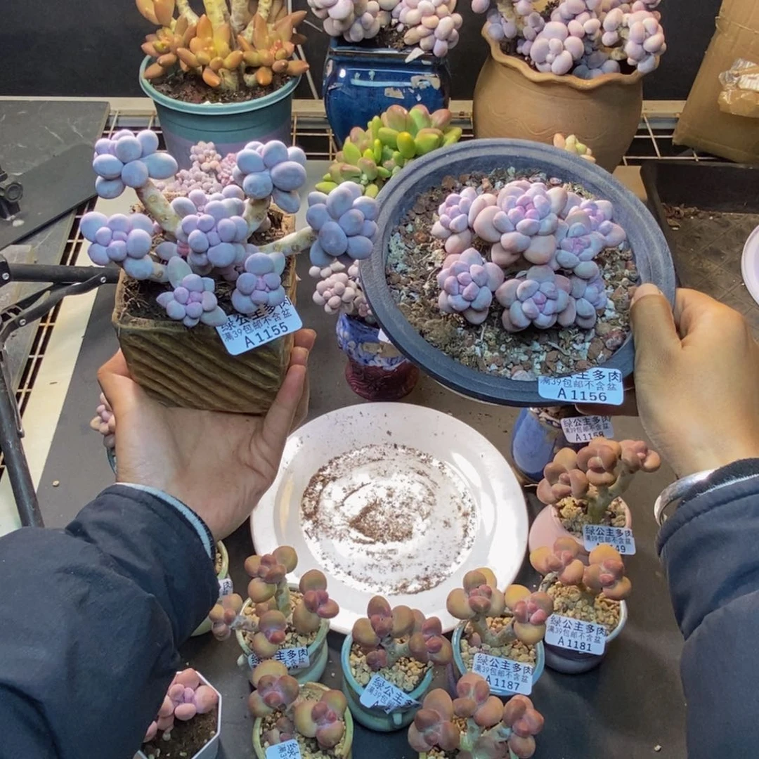 霓**活155香水手指奶156香水共两颗