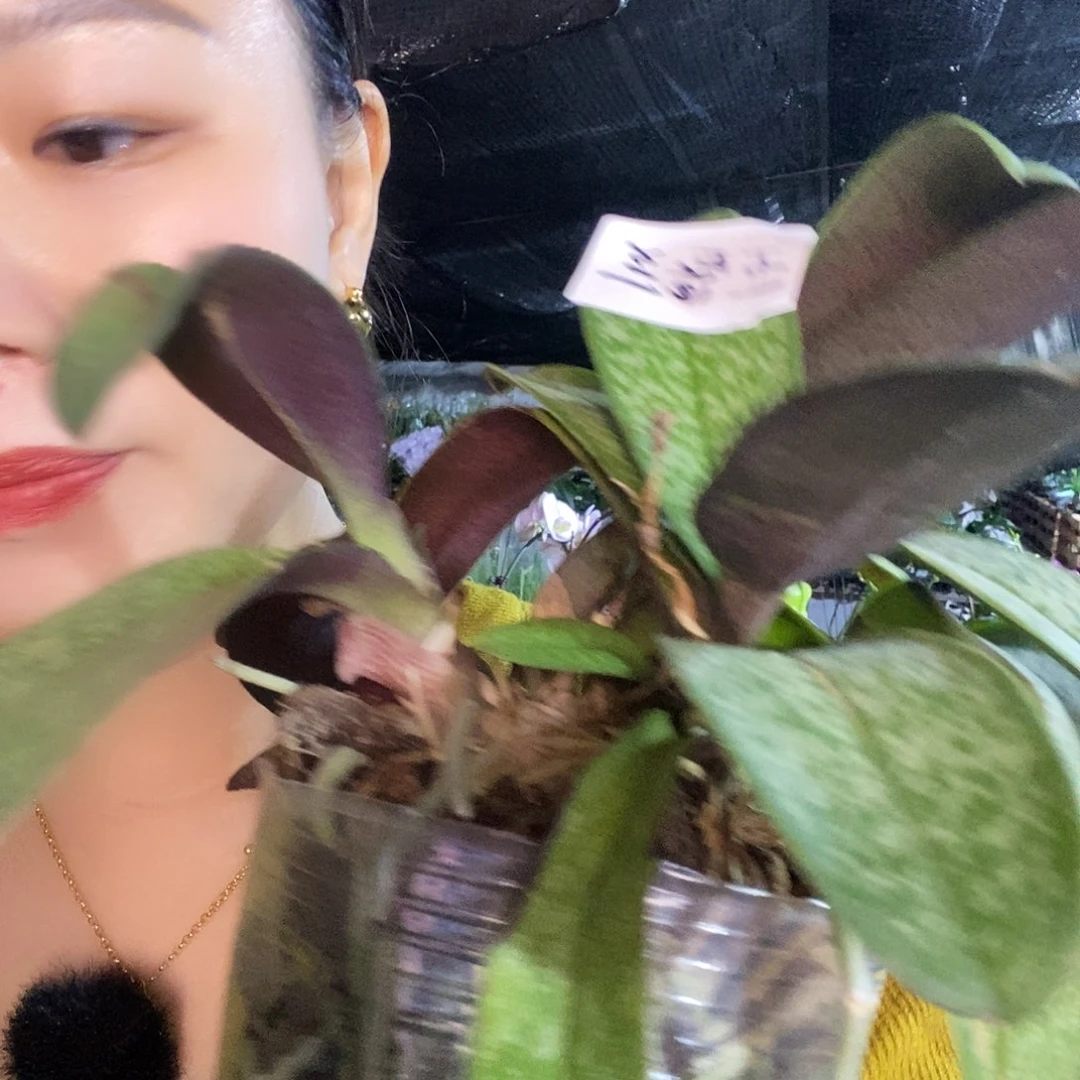 无花朵五纯兰蝴蝶兰