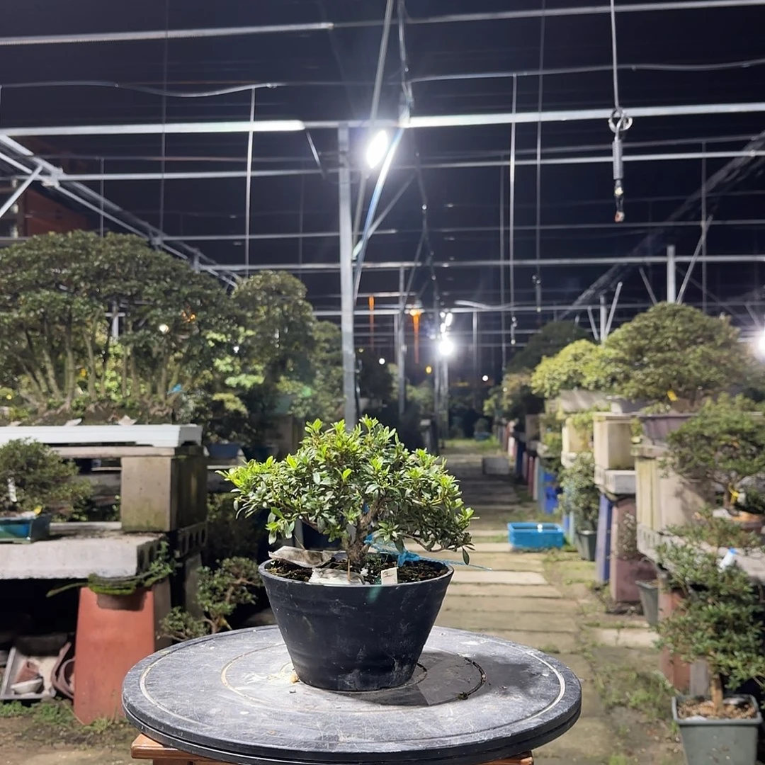 无花朵盲盒高月杜鹃