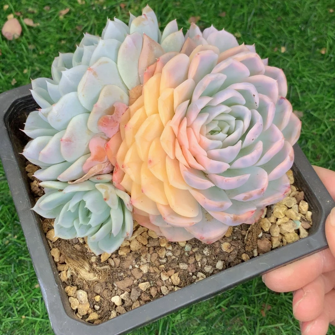 无花朵友家多肉一物一拍