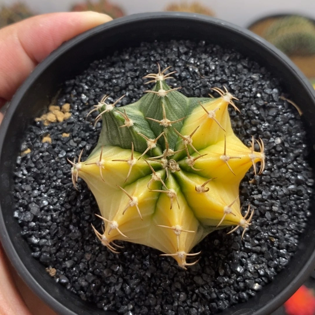 泰系肋骨锦—带盆土发货29