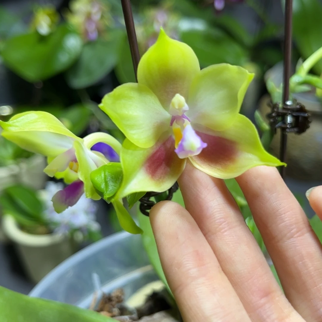 完全开放4寸鹰隼彩虹开花株