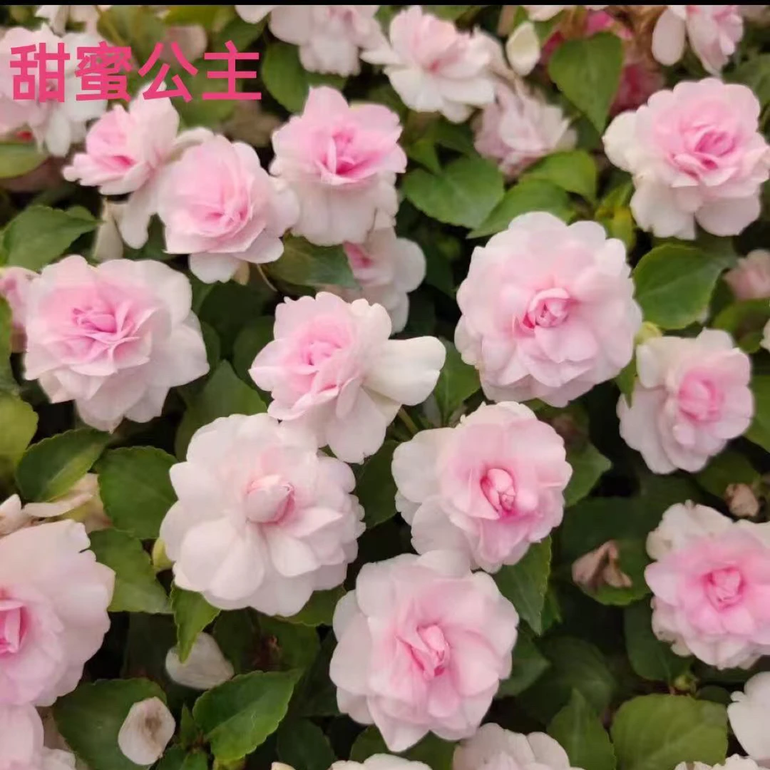 重瓣凤仙水梅花 甜蜜公主