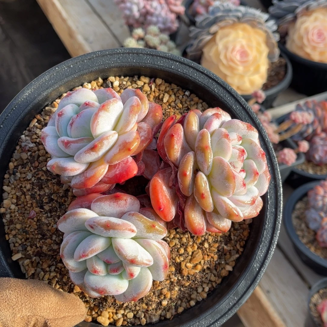 一物一拍不支持退换