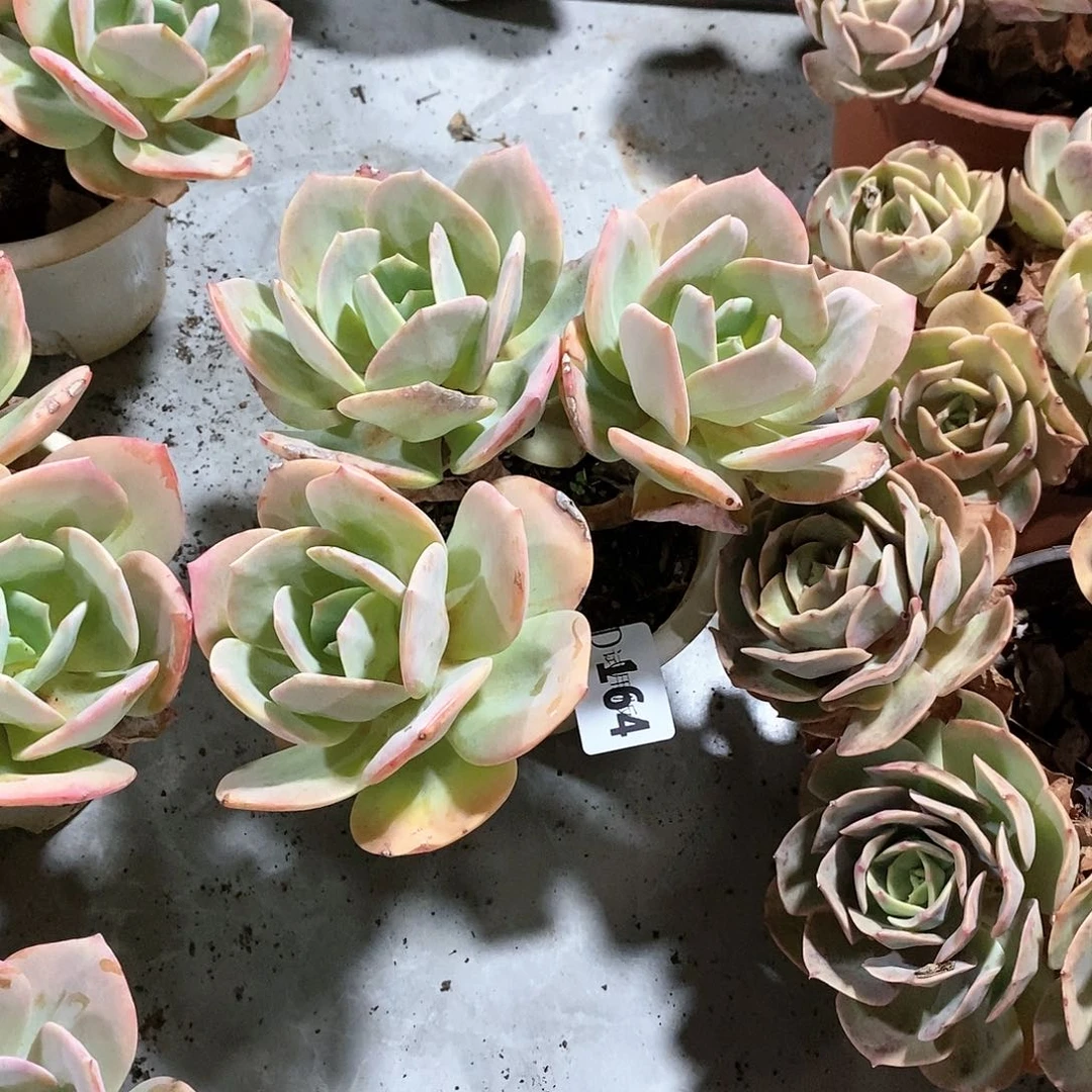 小*164血凤多肉植物