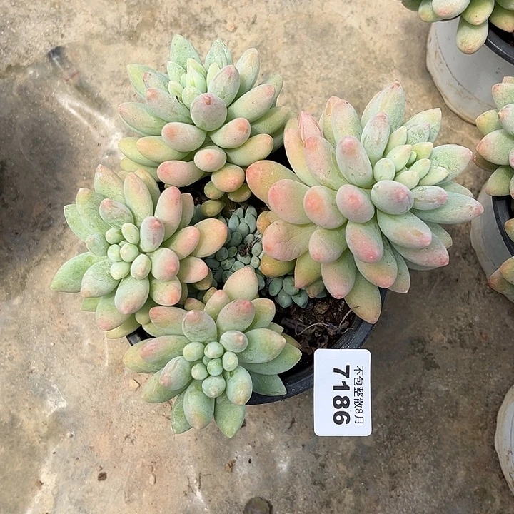 阿雅园艺。       7186