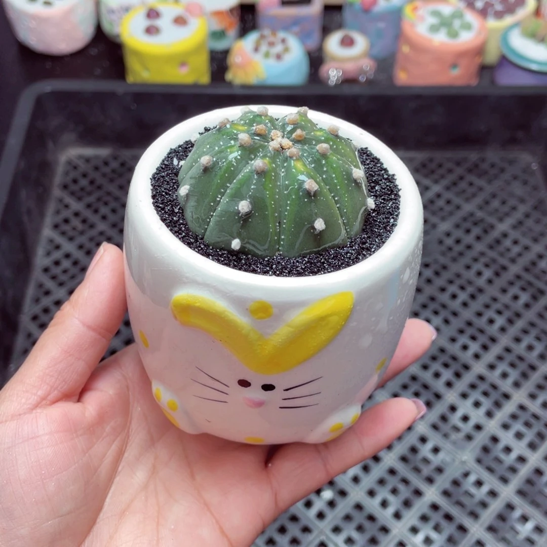 w7738 -零下地区拍保温箱-15支持寄养