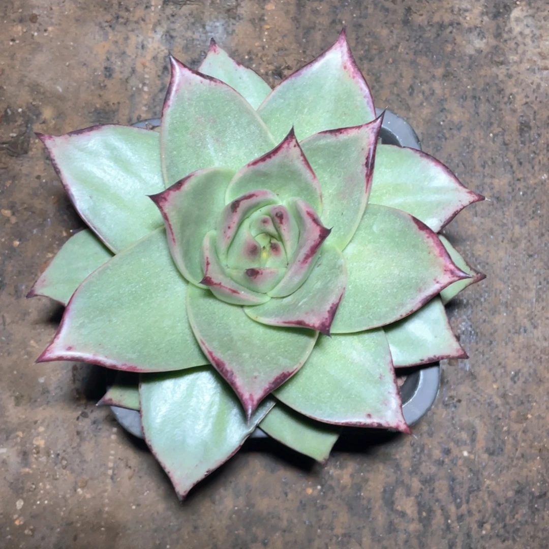 具***～多肉植物多肉植物88888