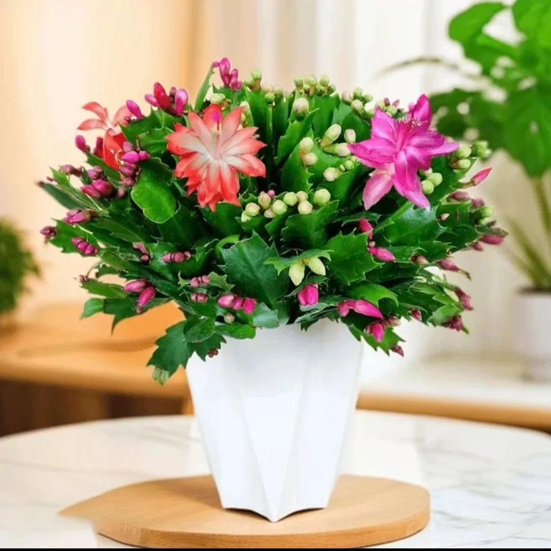 多色蟹爪兰花苗盆栽带花苞好养耐活四季开花