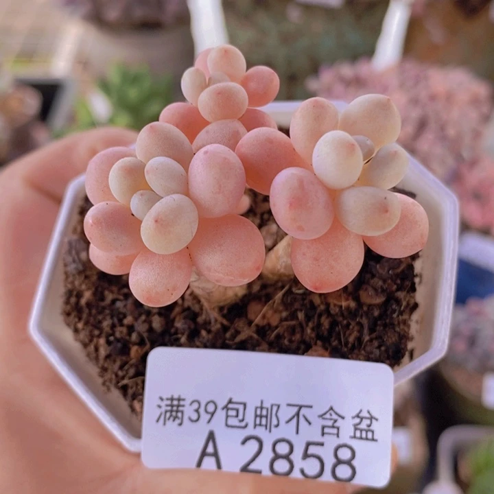 鱼子酱5cm2858多肉酱