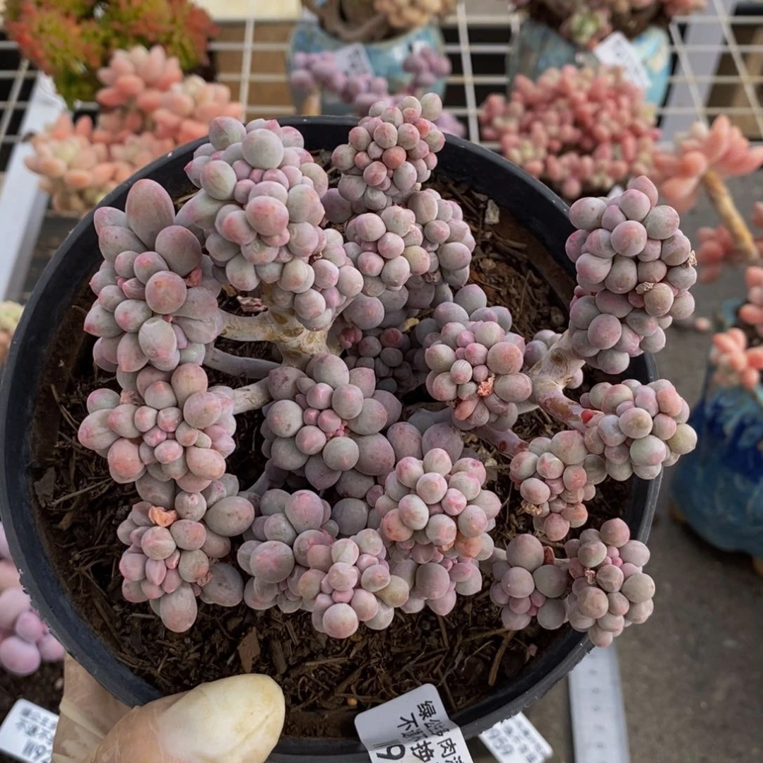 桂****子香水手指925/12c m