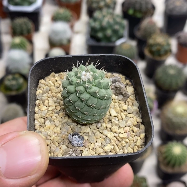 实生菊水特价福利