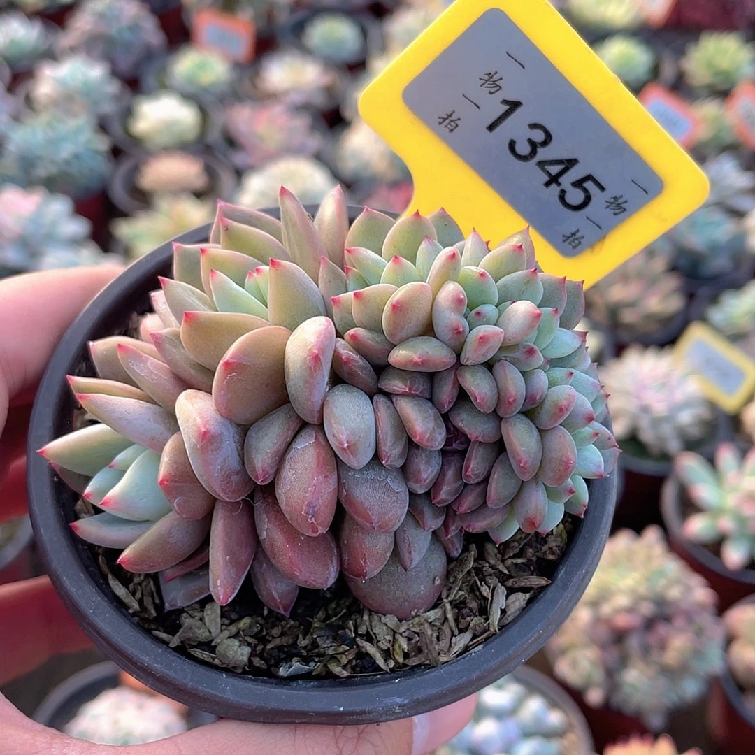 石***_1345号多肉植物盆栽