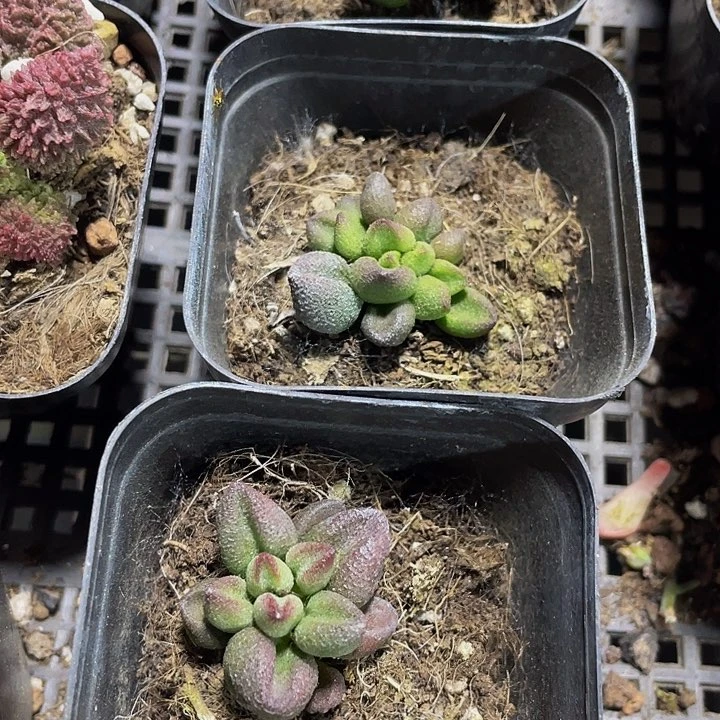 小红嘴水泡3.8带盆土
