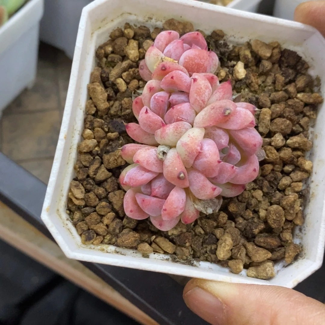 精品多肉一物一拍不包整259