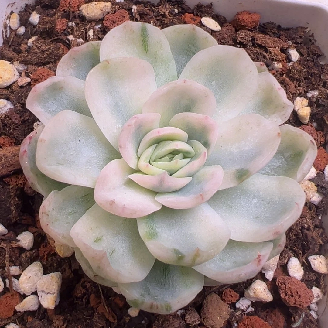 贝瑞锦，覆轮锦砍头已生根