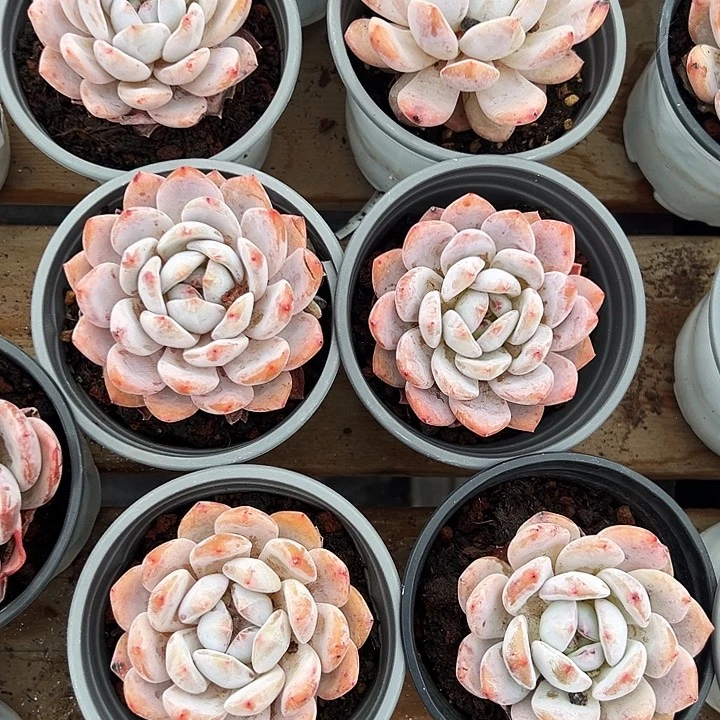 单头       雪天使