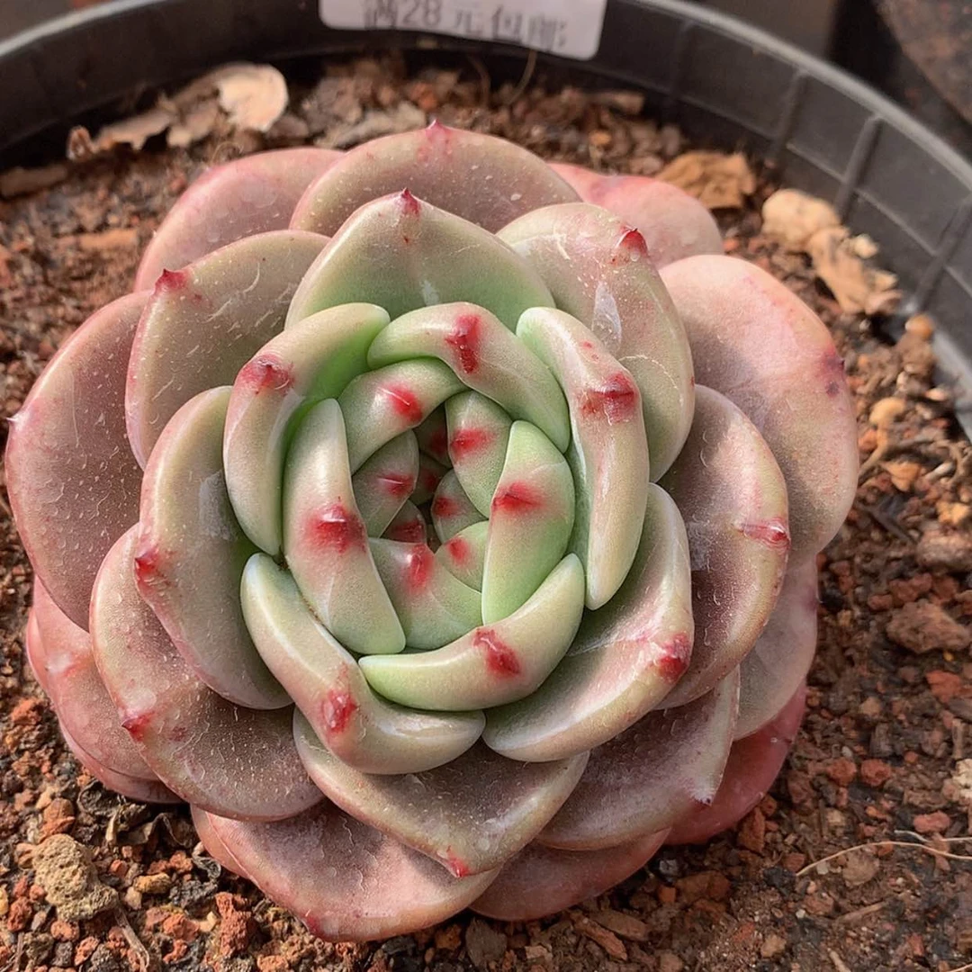 【闪购商品】云880号Q橙8厘米