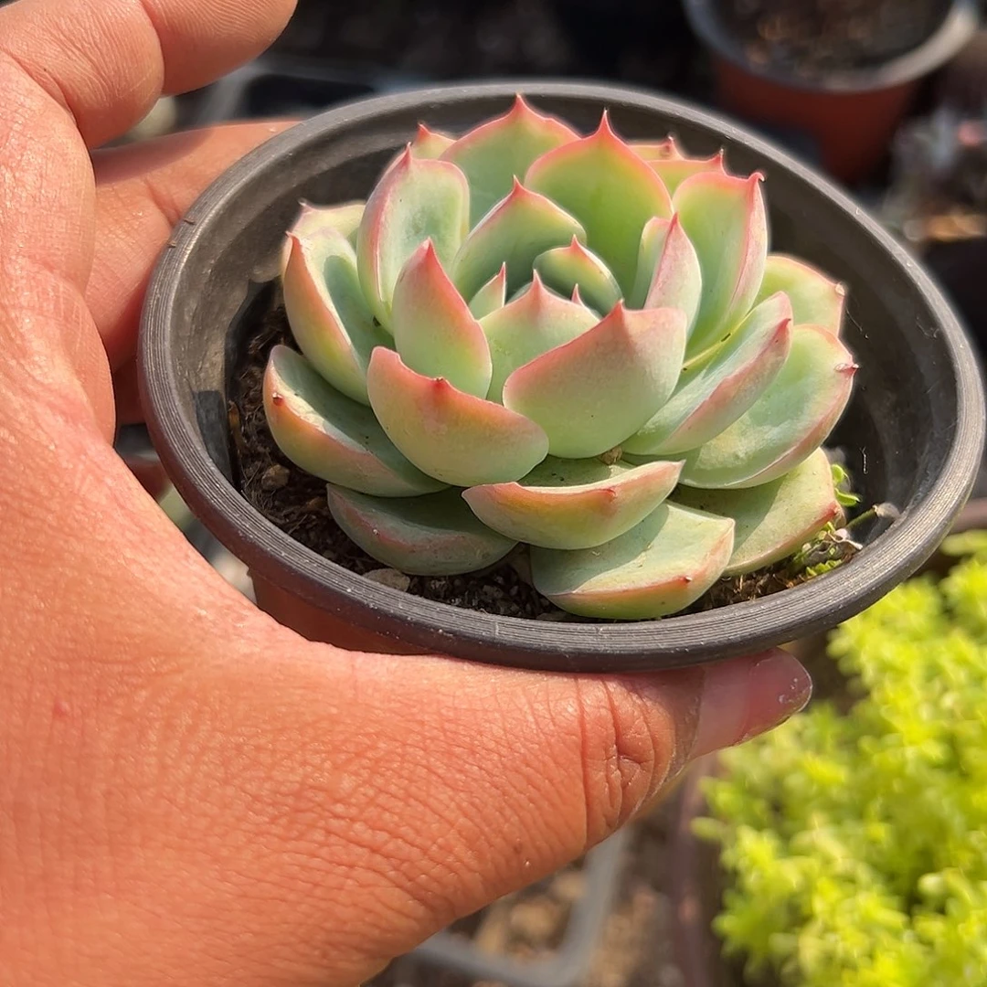 多肉植物多肉植物