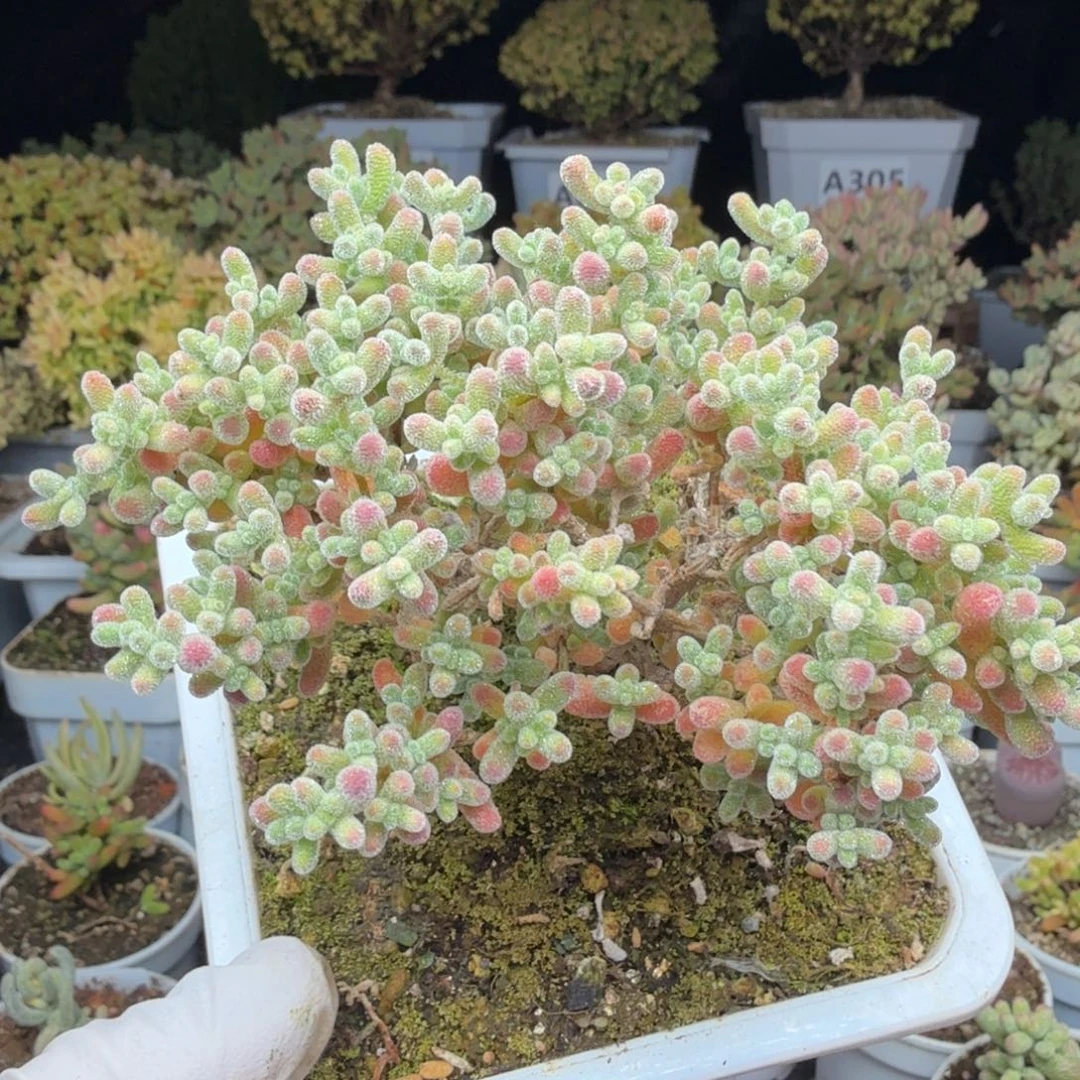 A311冰晶枝干元旦福利