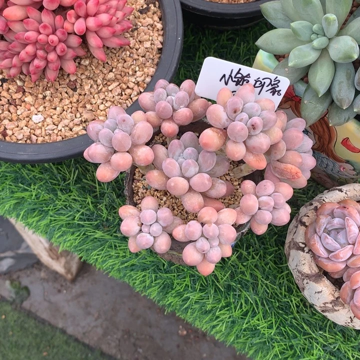 汤圆老桩多肉寄养