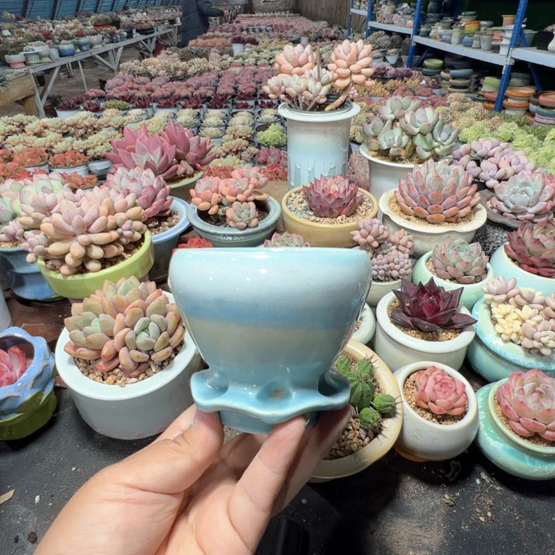 特价花盆凑满50发货 内口7.8