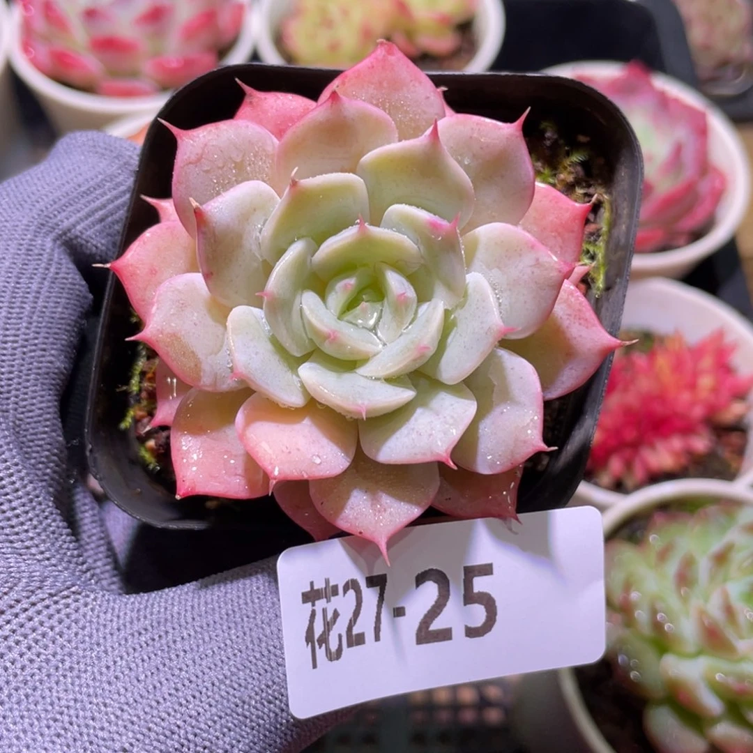 花利美27-25雪域