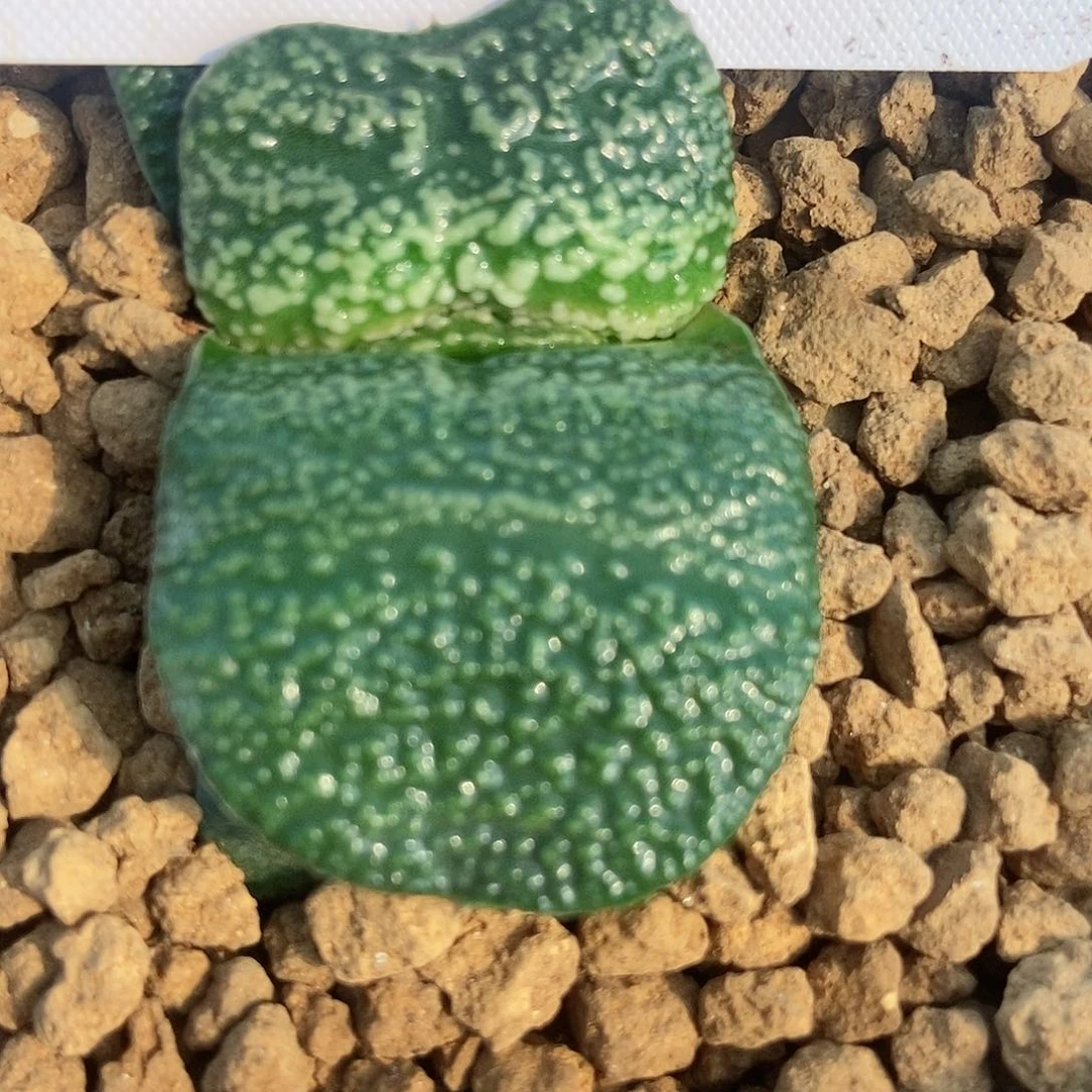 *️****军配蝴蝶珍珠釉带盆发货