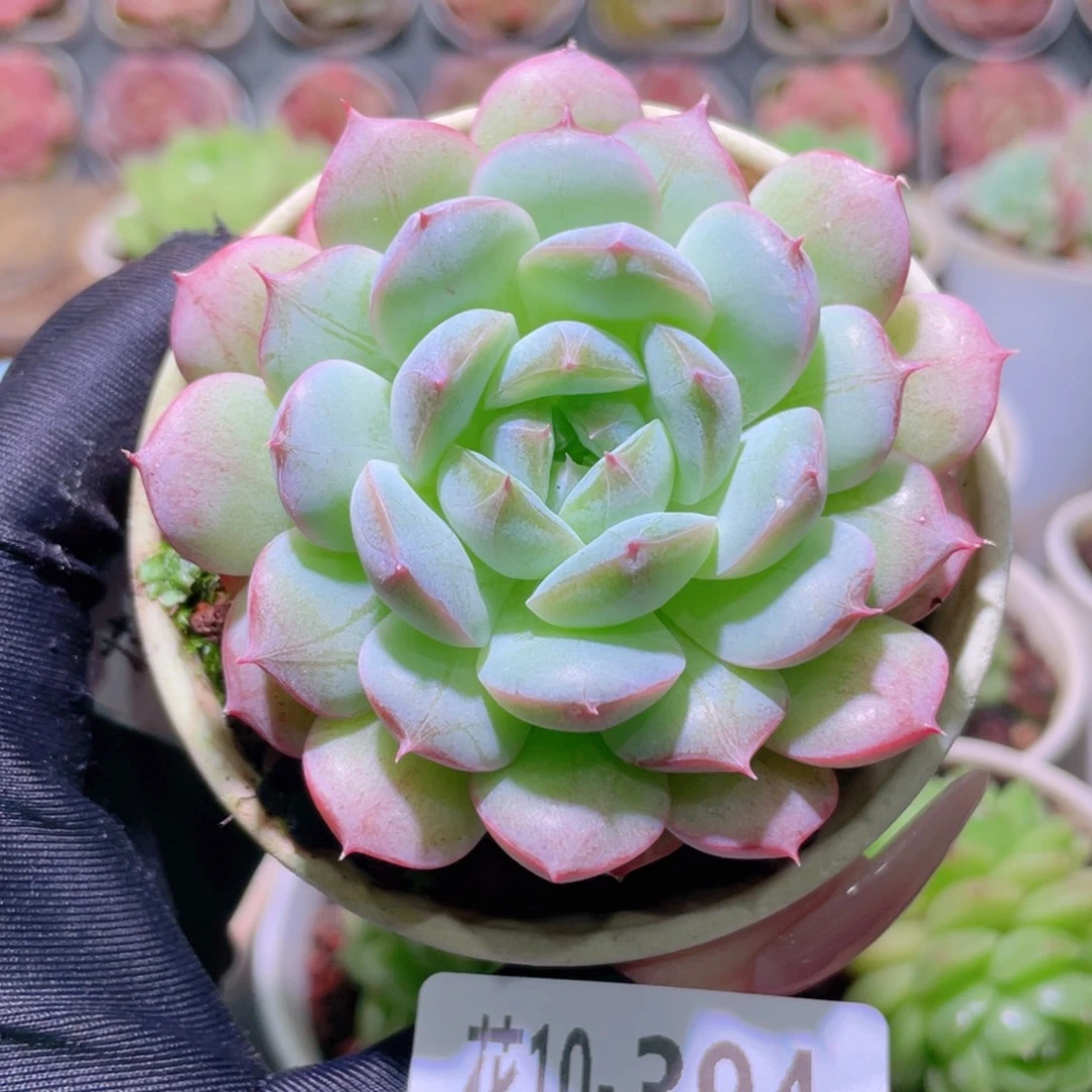 花利美10-394白桃汽水