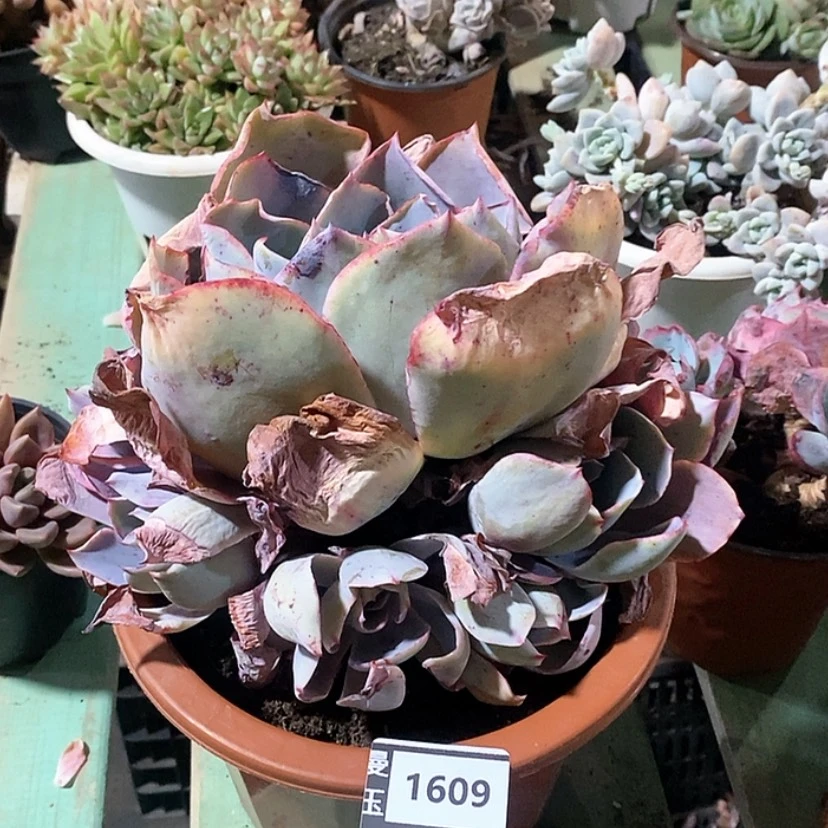 【闪购商品】暄多肉晚霞1609