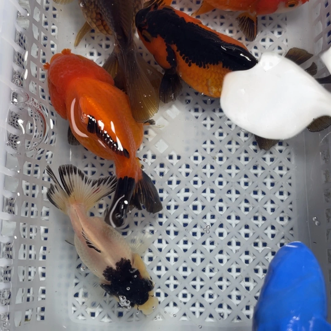 海水鱼花泰狮金鱼22号