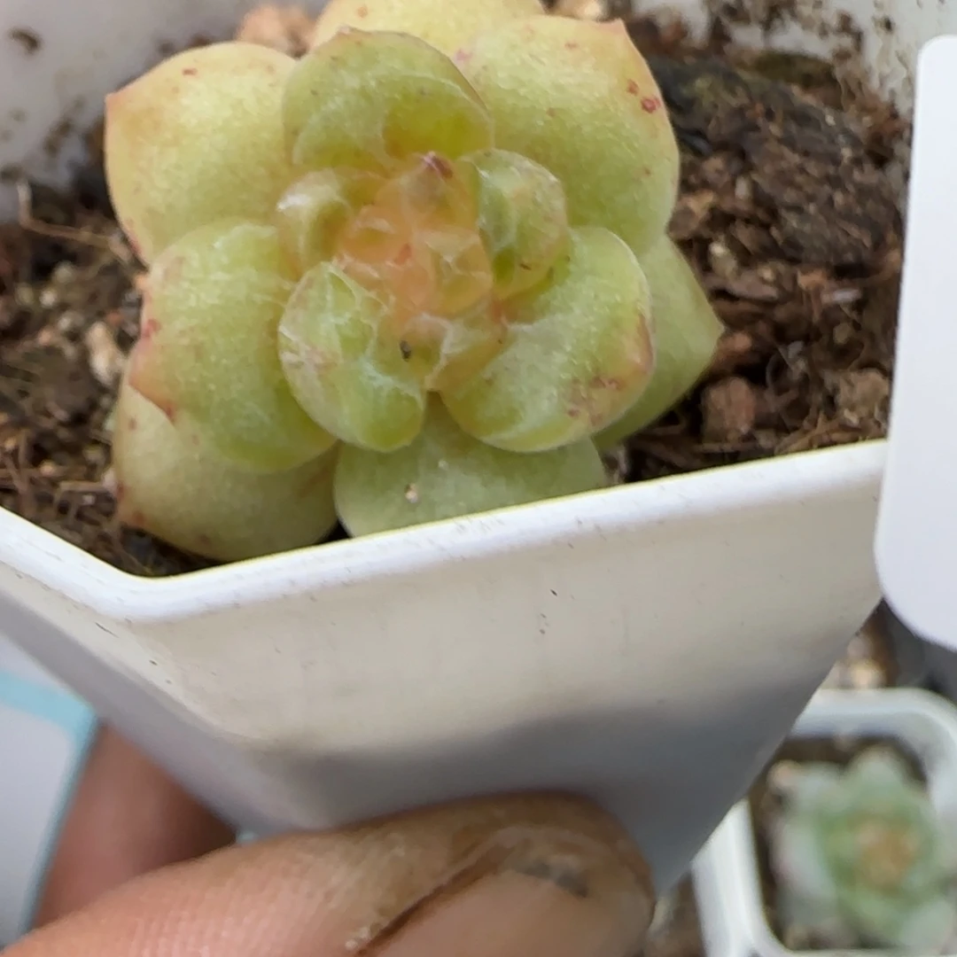 小卡拉米糖心一物一拍8-13