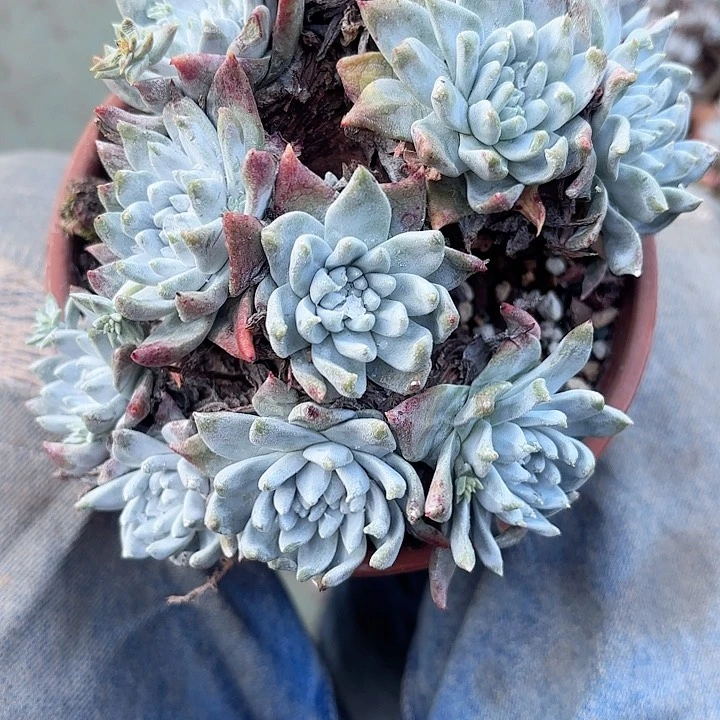 就***名仙女杯多肉植物